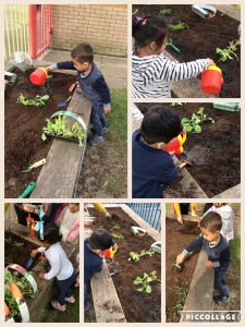 This week in nursery 1 we have been busy planting in our allotment.